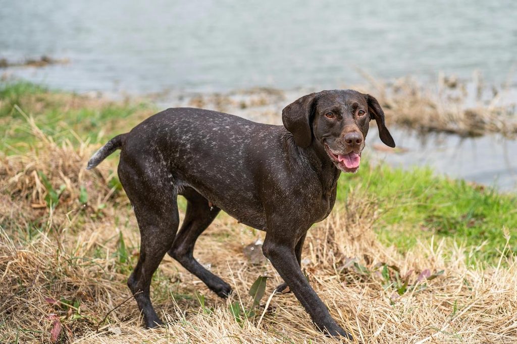 a german shorthaired pointer near water