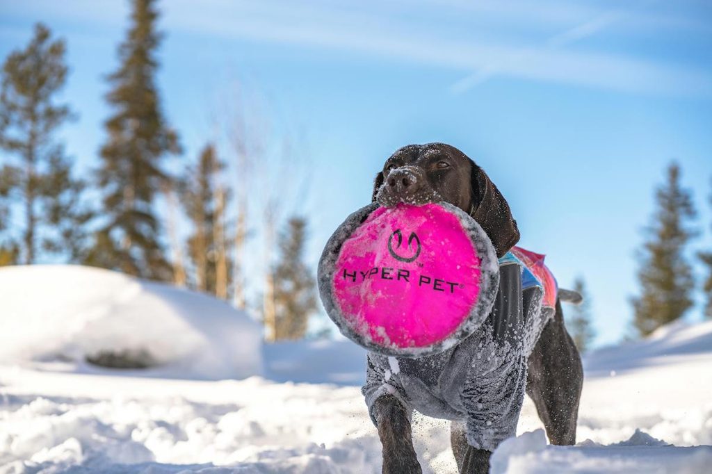a german shorthaired pointer with a hot pink disc