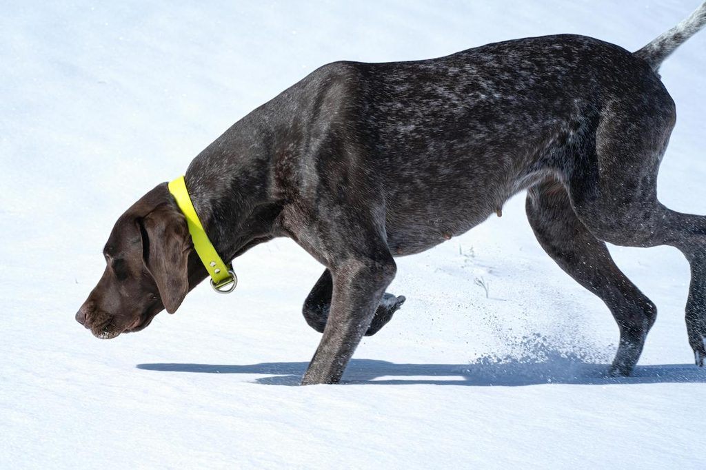 german shorthaired pointer in the snow