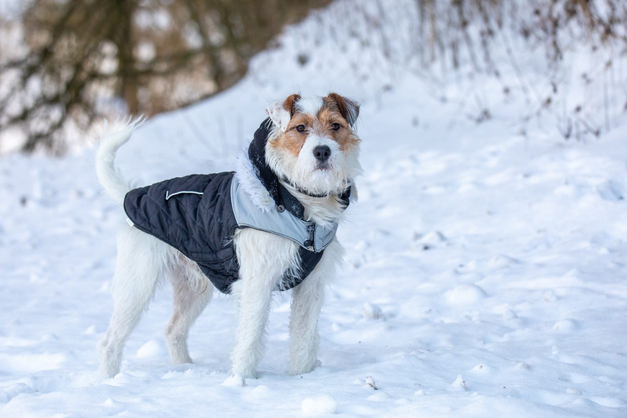 dog parson russell terrier breed wearing winter jacket
