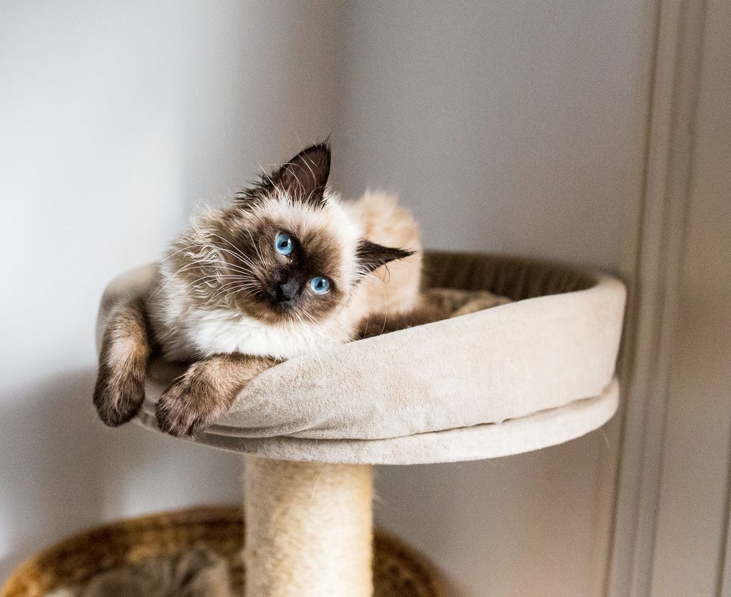 Birman breed posing on a cat tree