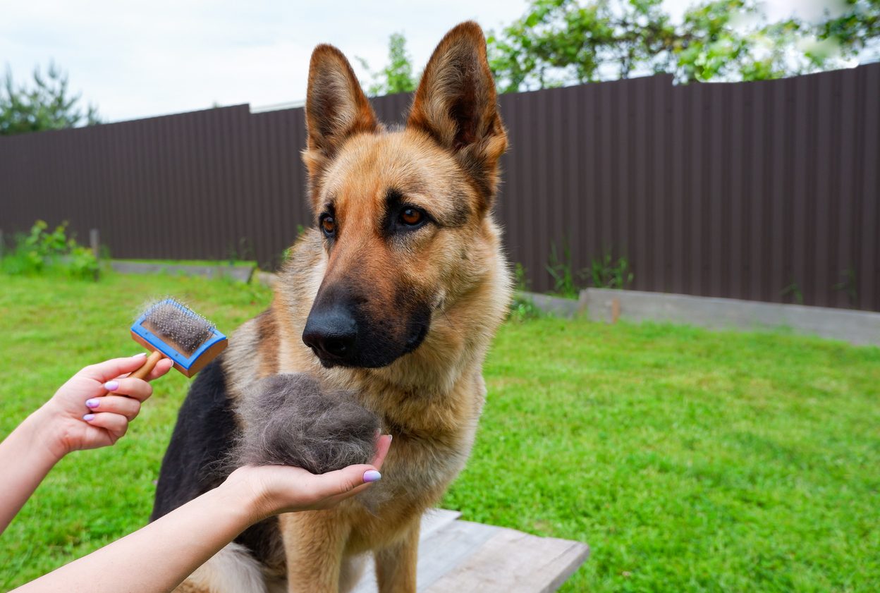 Dog grooming using brush for vgerman shepherd