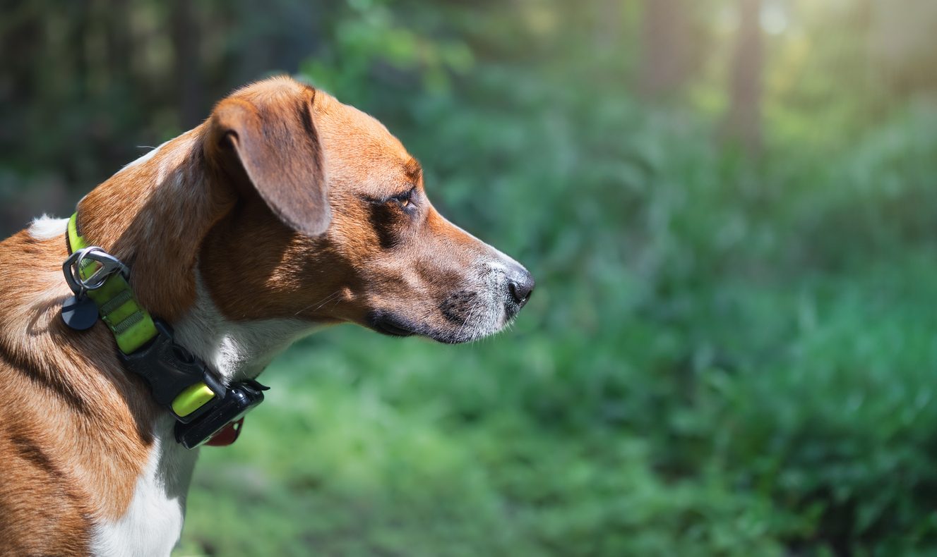 dog with gps locator on collar