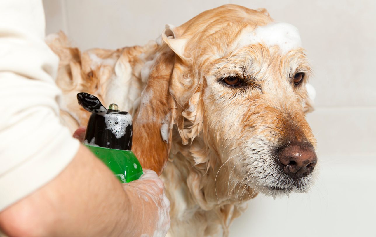 dog taking shower with soap and water