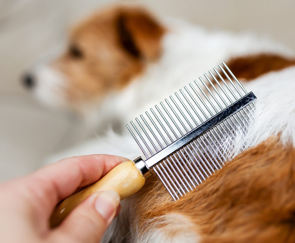 Brushing the dog's hair using brush