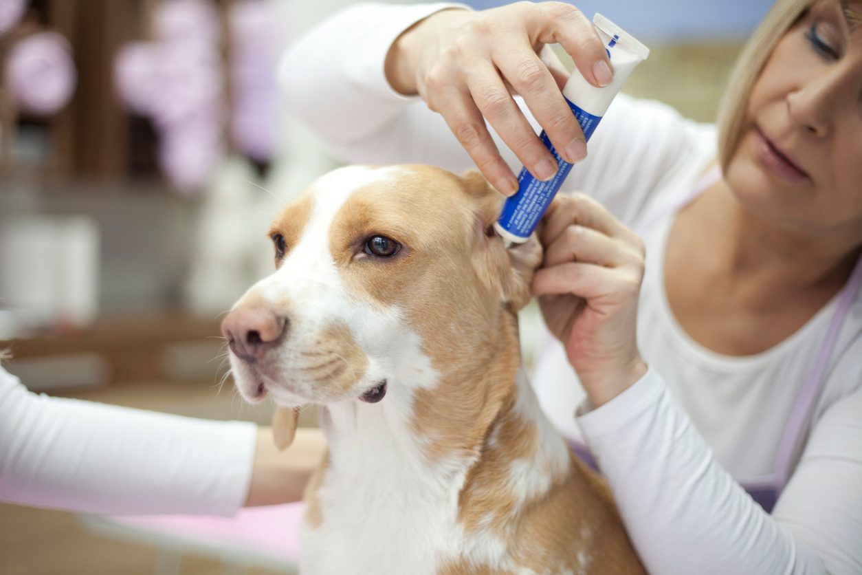 Groomer with a dog using dog cleaner