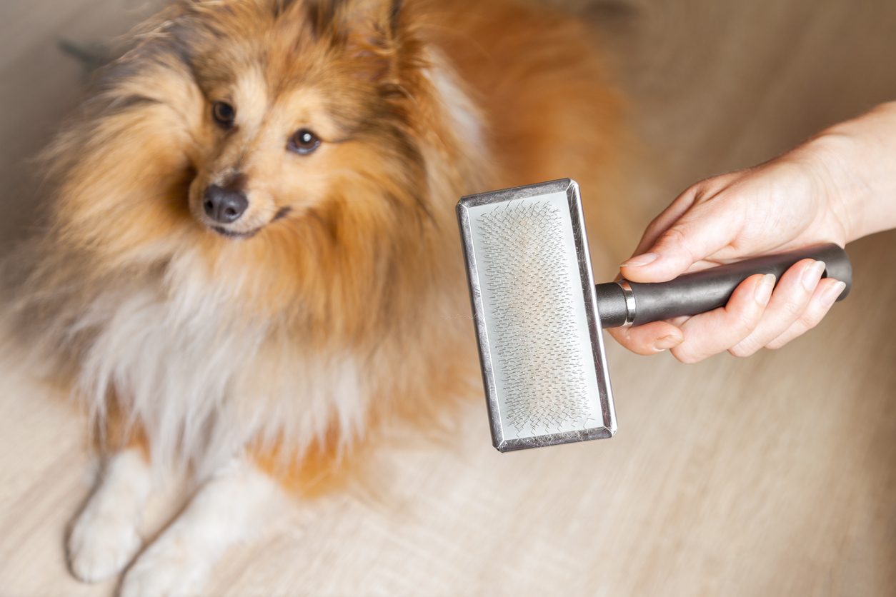 grooming with dog using dog brush for shedding