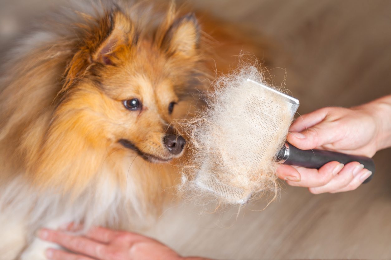 using dog brush for shedding