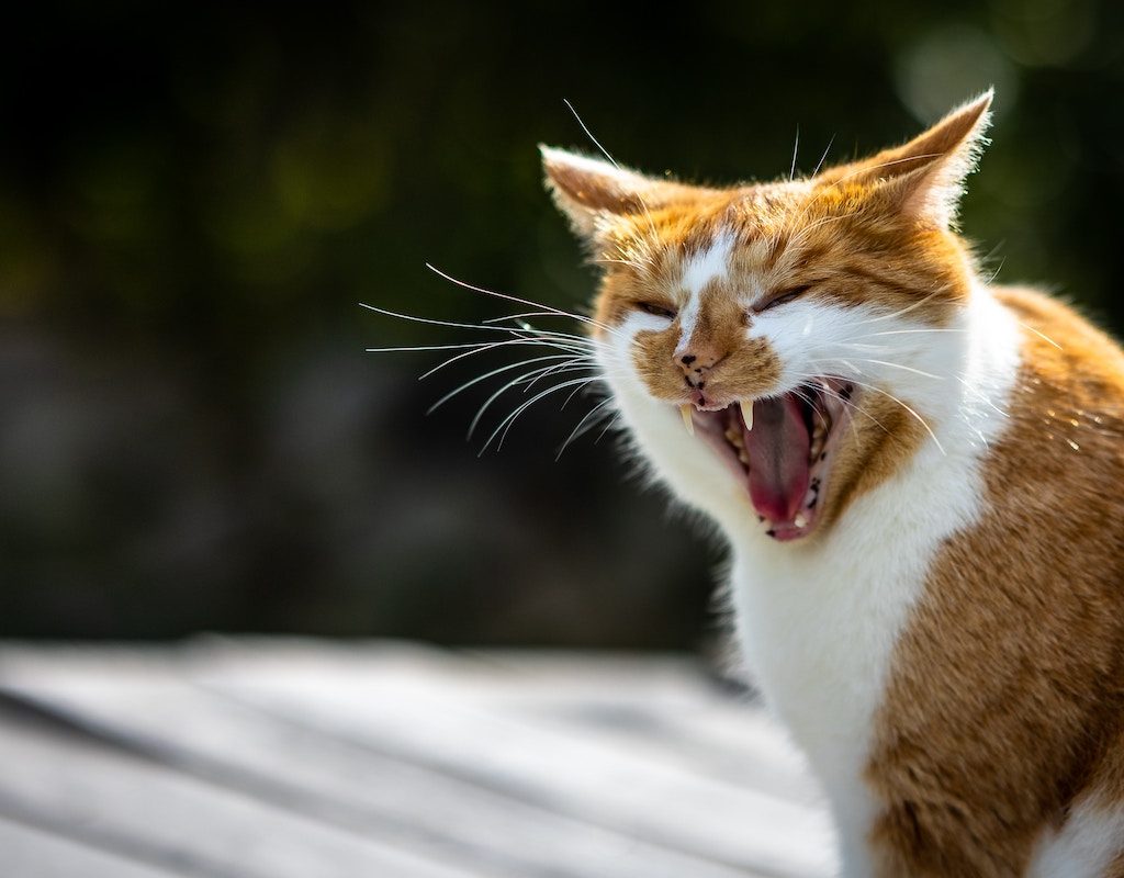 An orange cat hissing