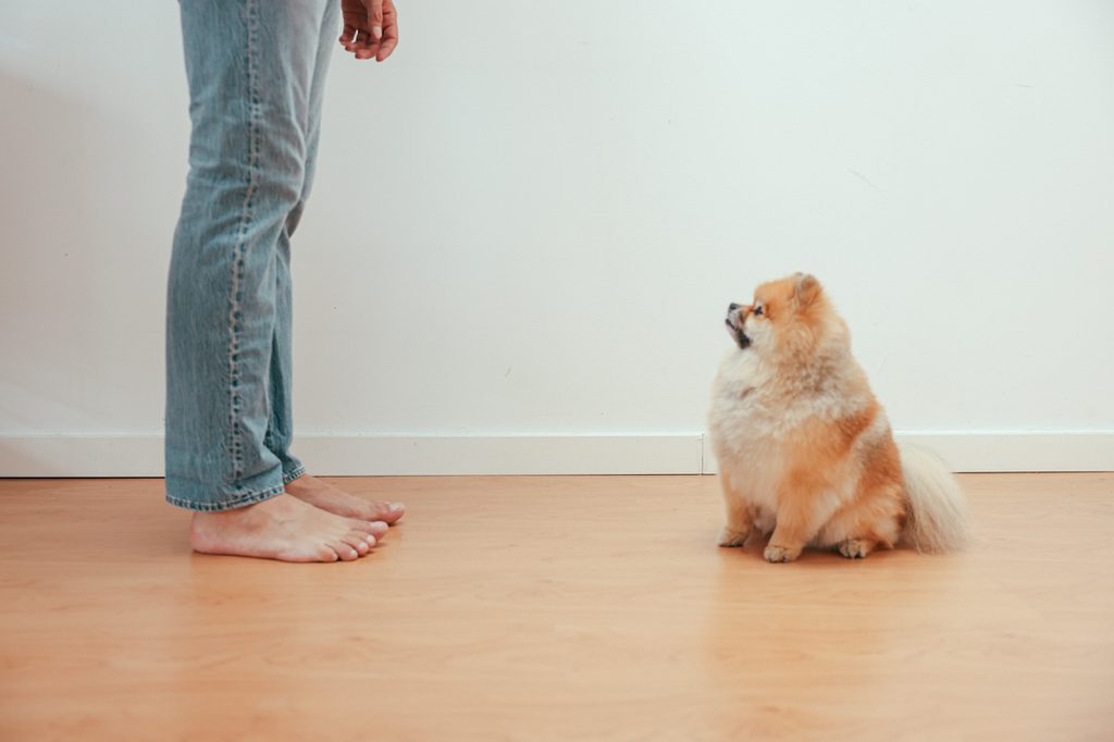 pomeranian sitting for human on floor