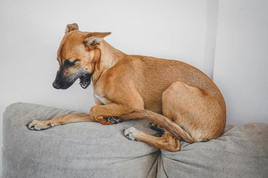 A small brown dog lying on the back of a sofa in mid-yawn