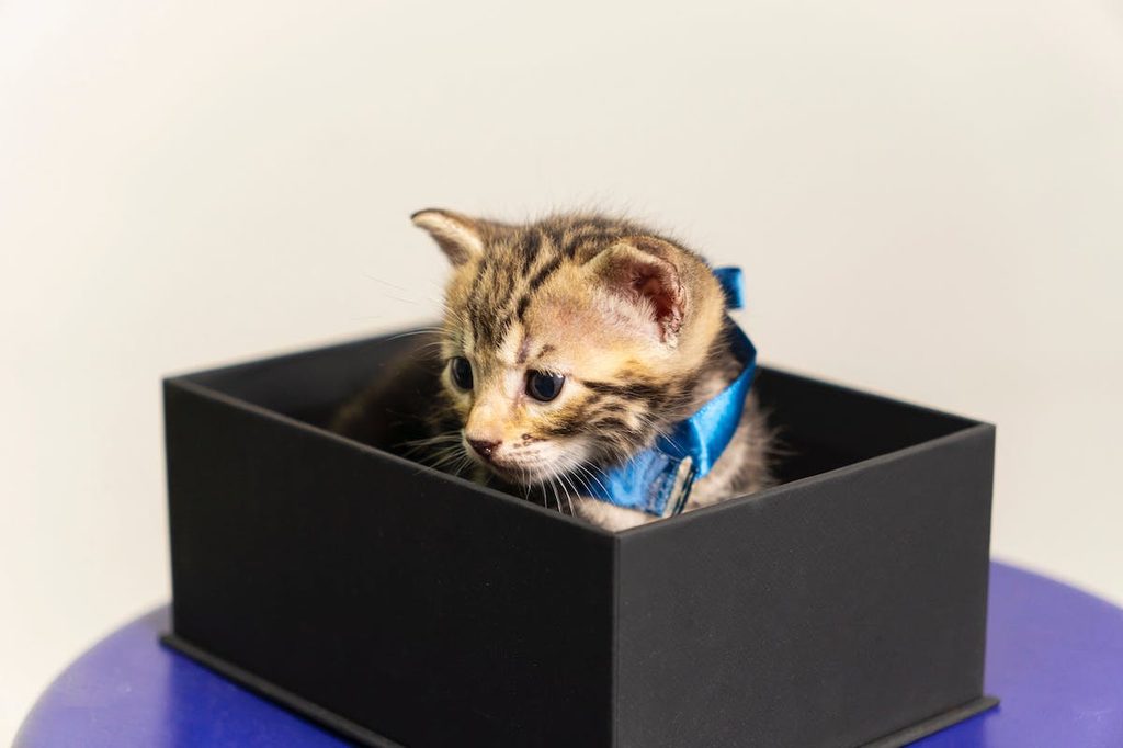 a small kitten in a box