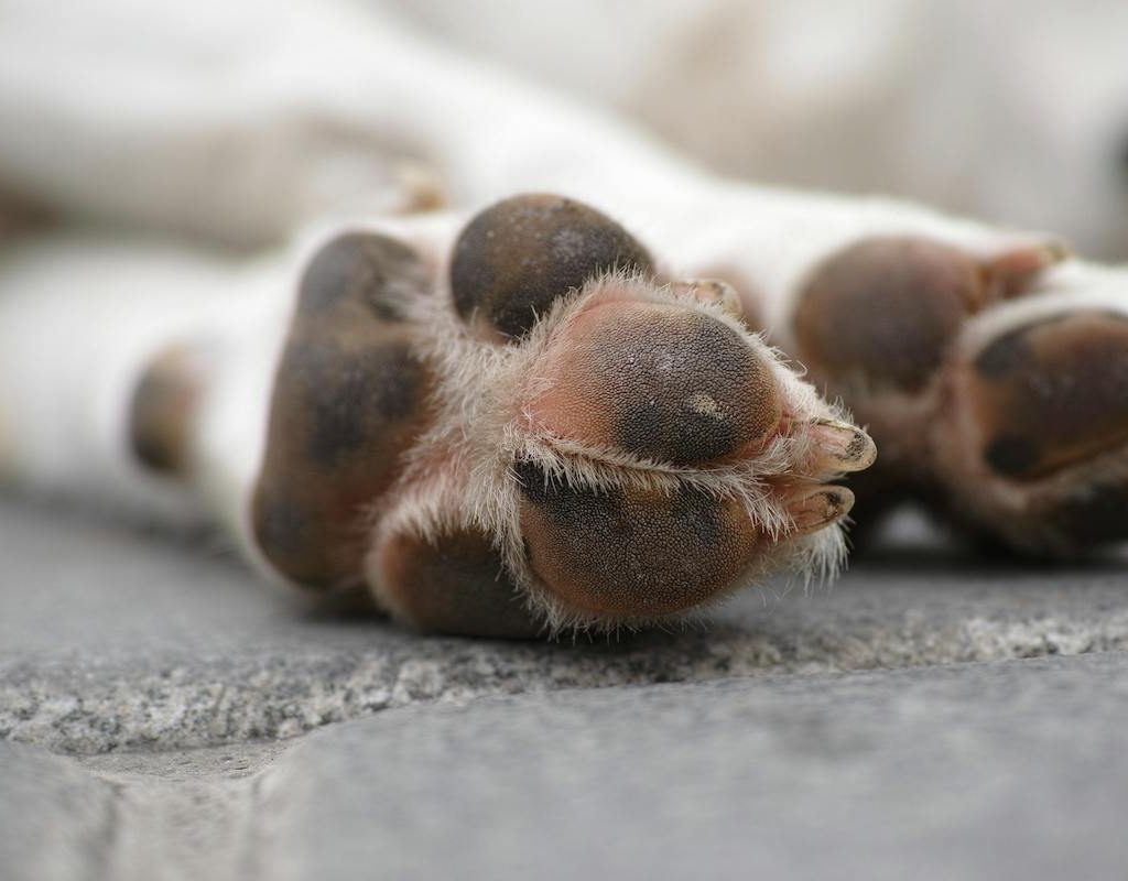 Two dog paws