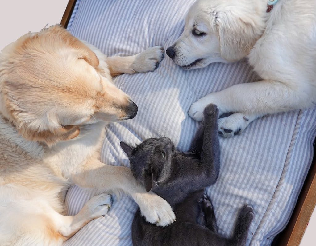 Two dogs and a cat together in a bed