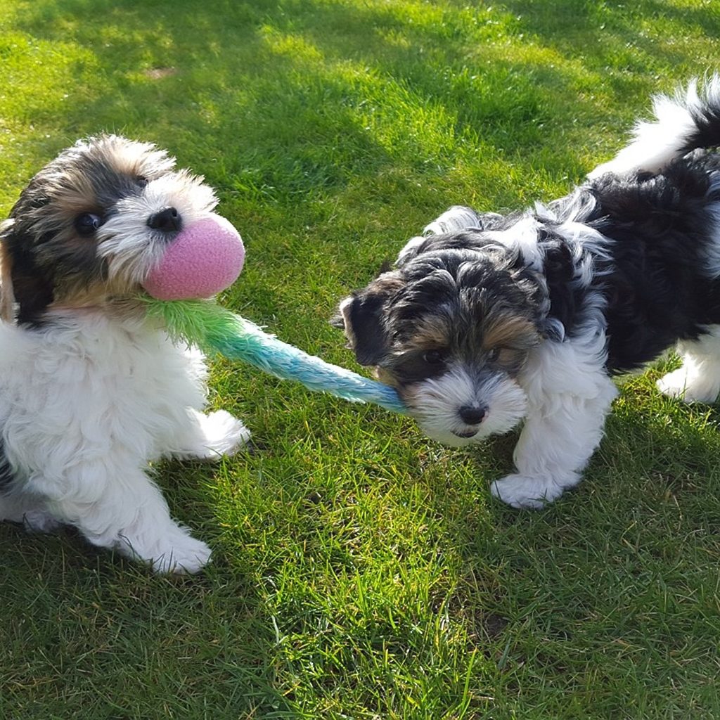 A picture of two Biewer terriers puppies playing tug of war with a rope toy