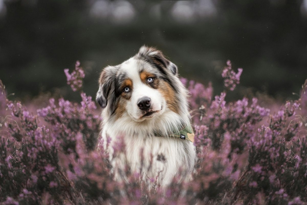 australian shepherd in a field of flowers