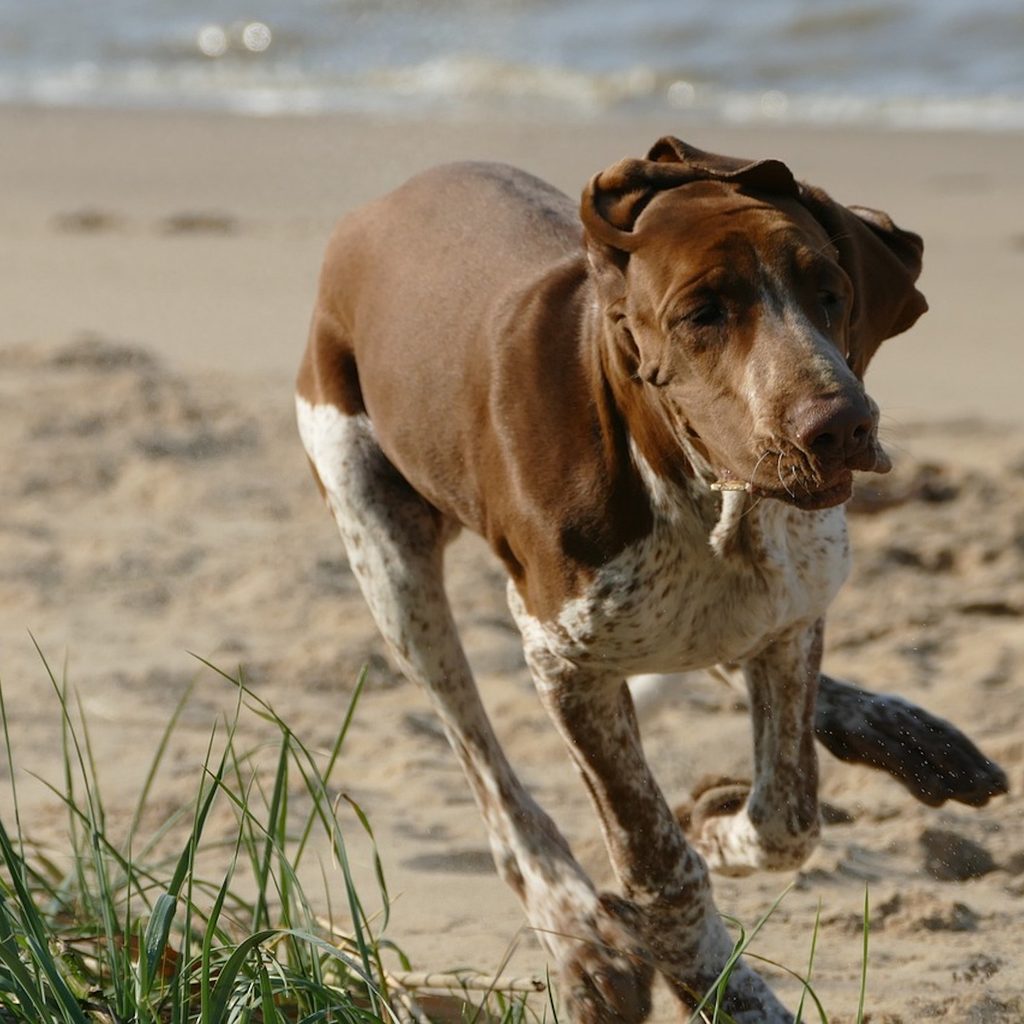 A Bracco Italiano runs on the beach