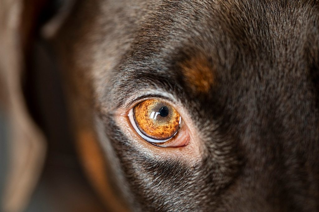 Closeup of dog eye