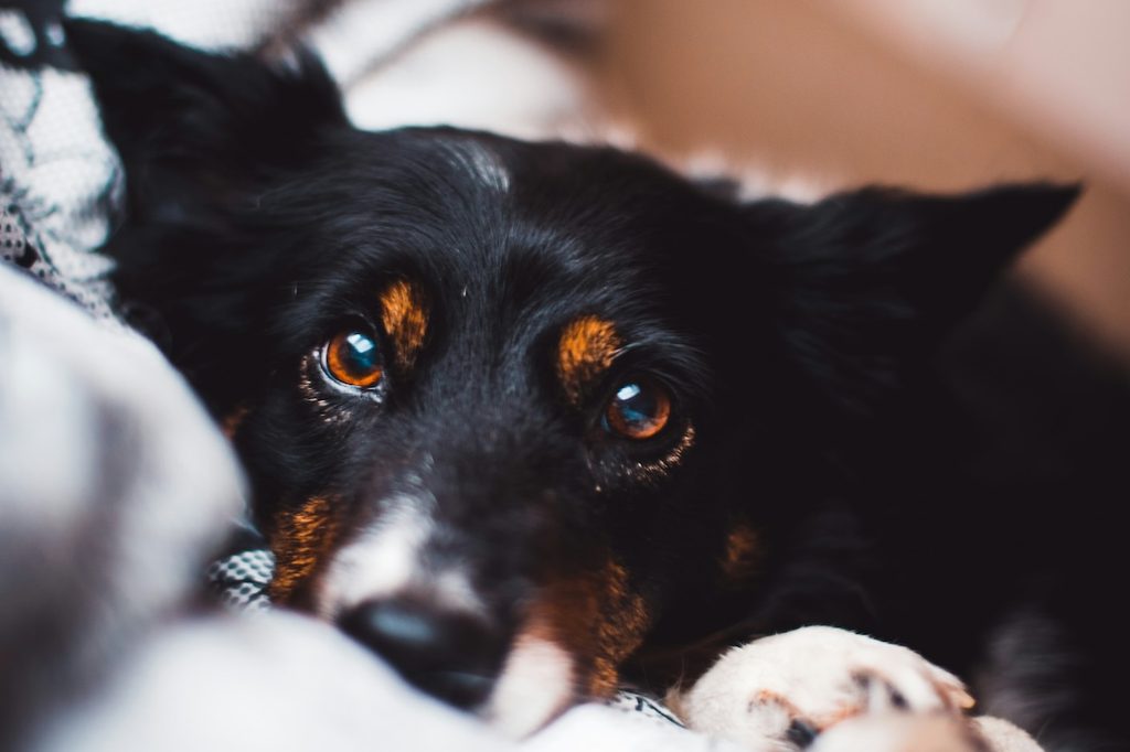 Dog lying in bed and staring up at the camera