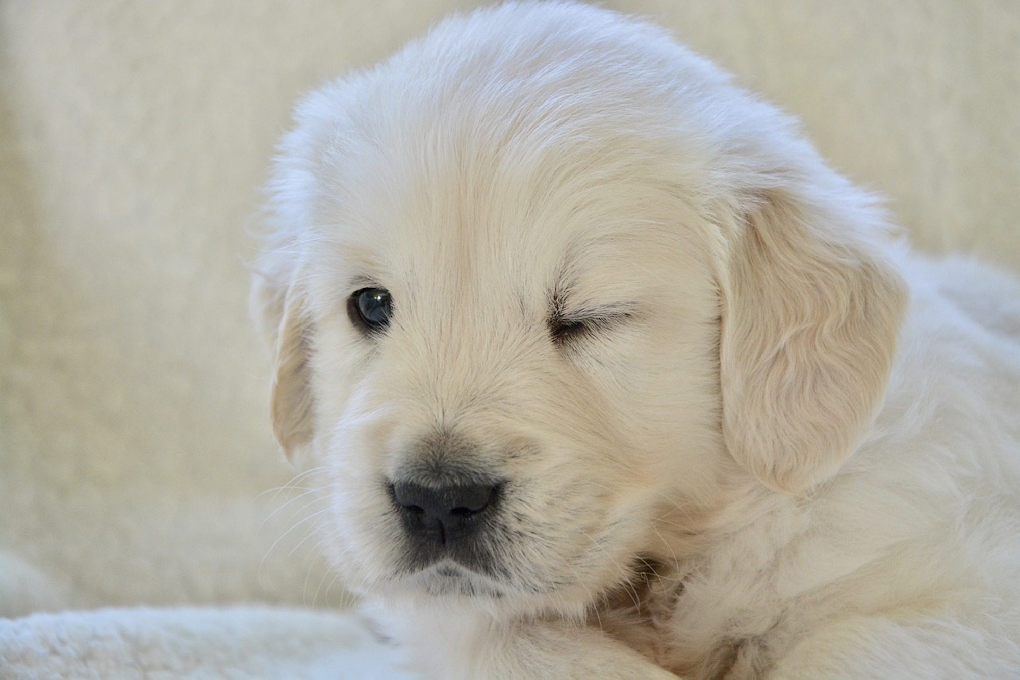 A Golden Retriever puppy winks