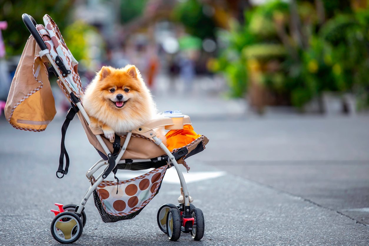 Small dog on a stroller 
