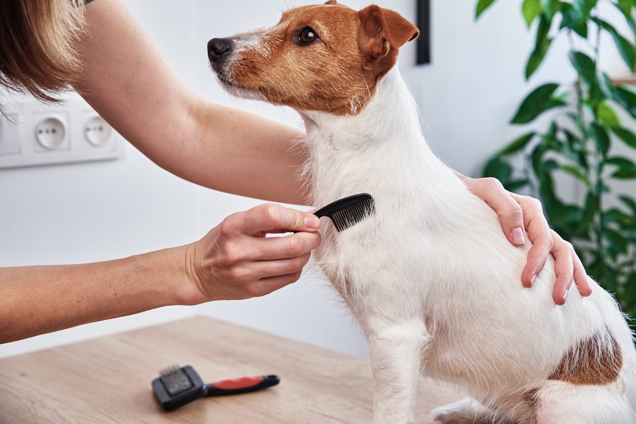 Woman brushing dog using small brush
