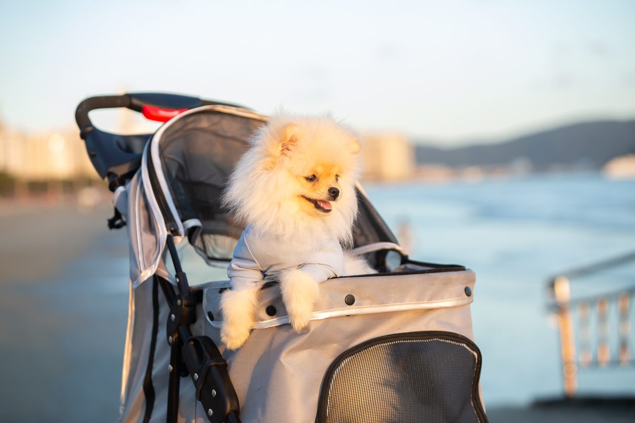 Small dog on a stroller