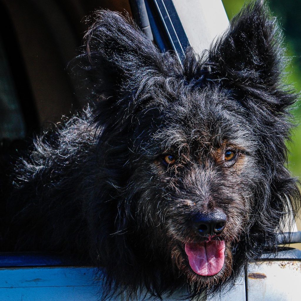 A Mudi dog with its tongue out looking out the car window