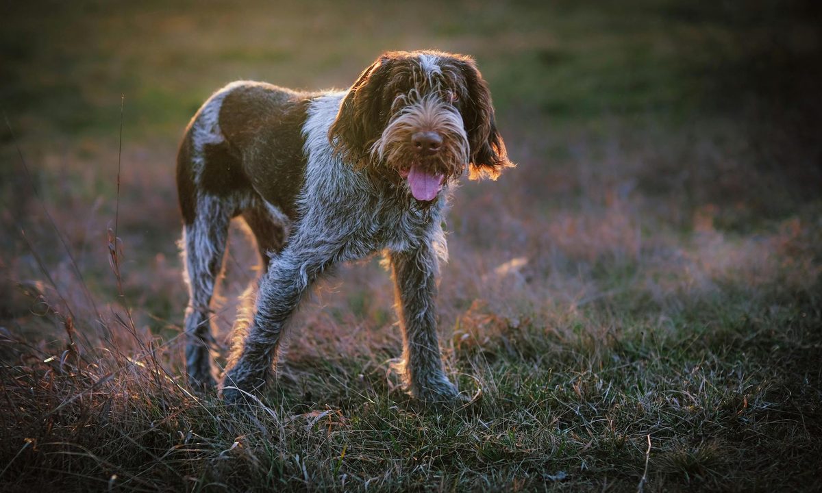 A Brocco Italiano stands in the sunlight