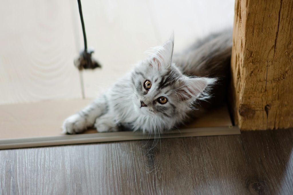 cat with long gray hair looking at toy