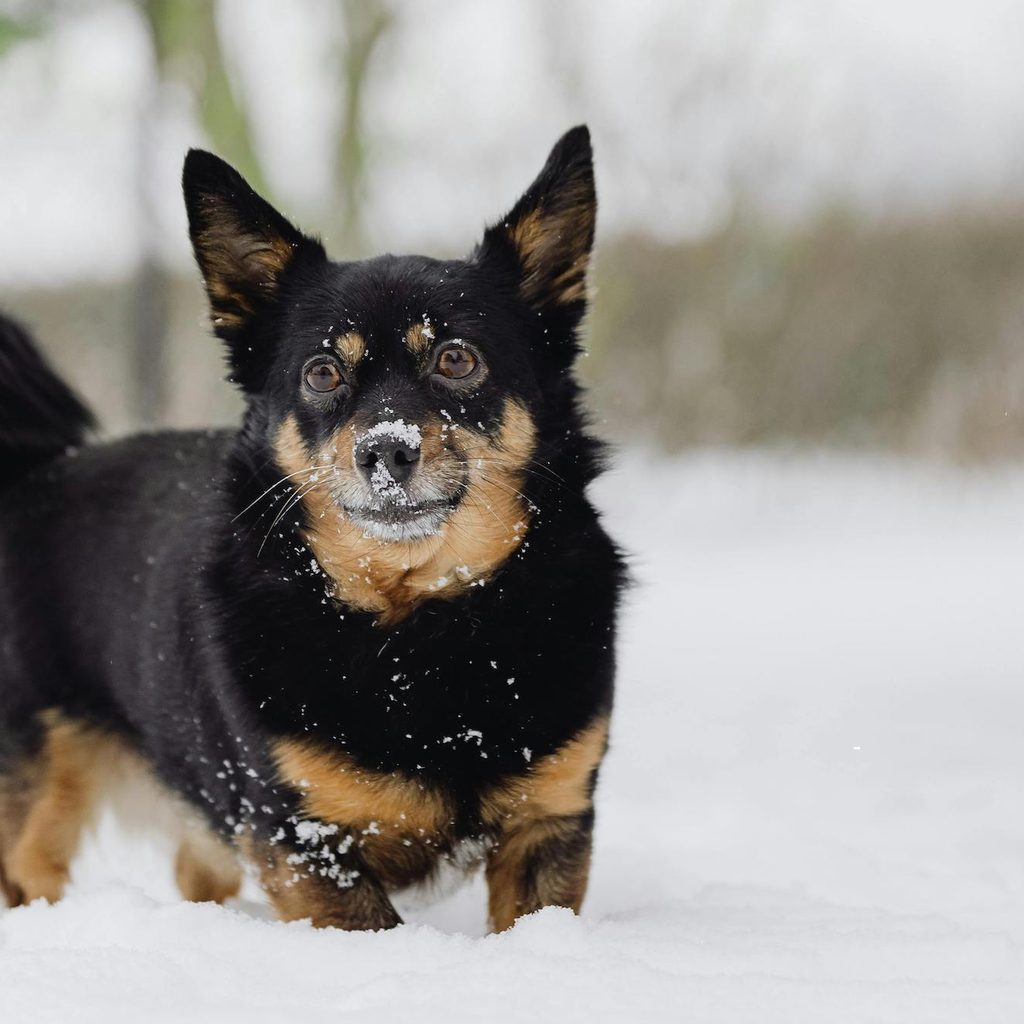 A Lancashire Heeler stands in the snow