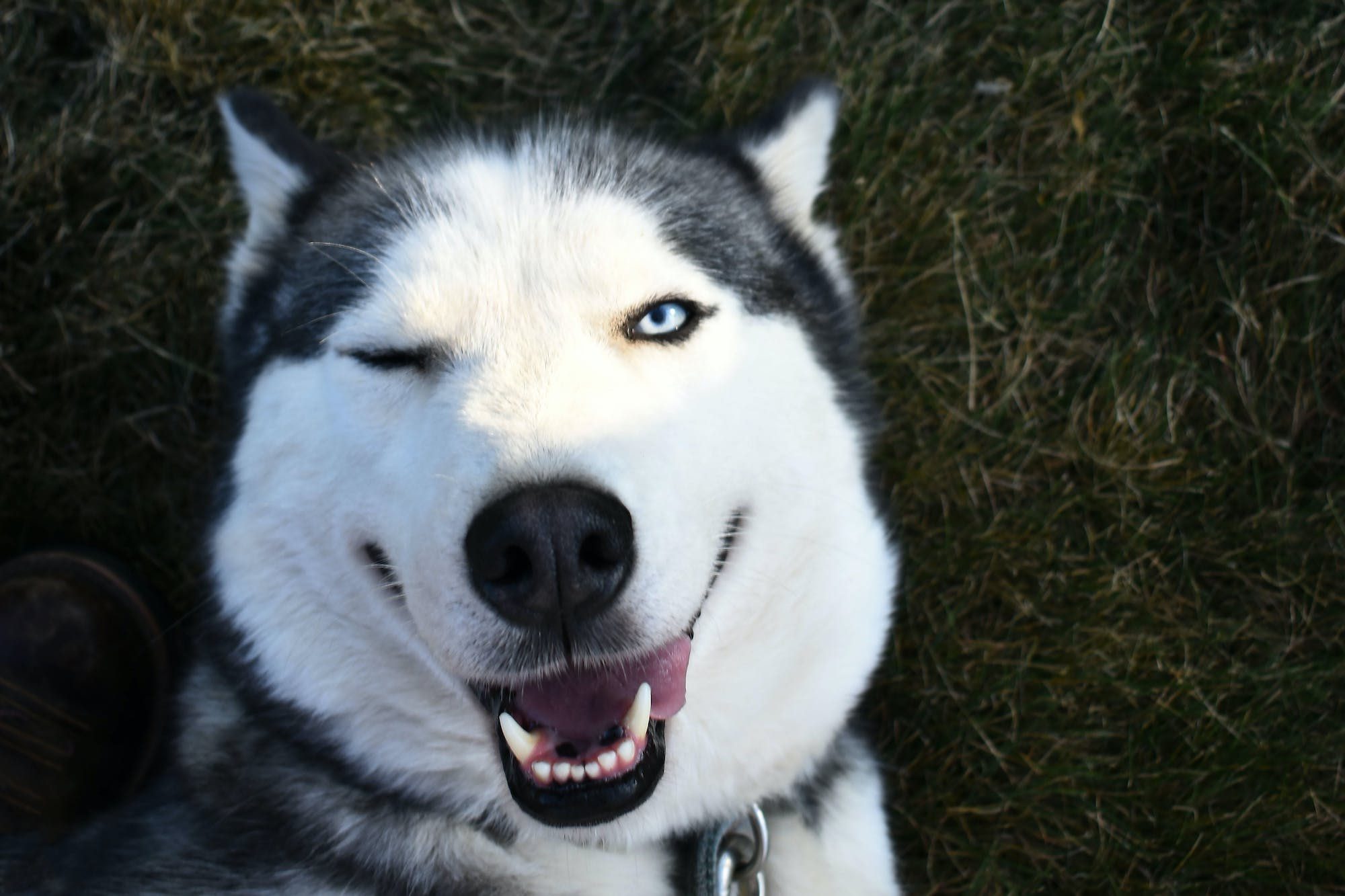 Siberian husky winking