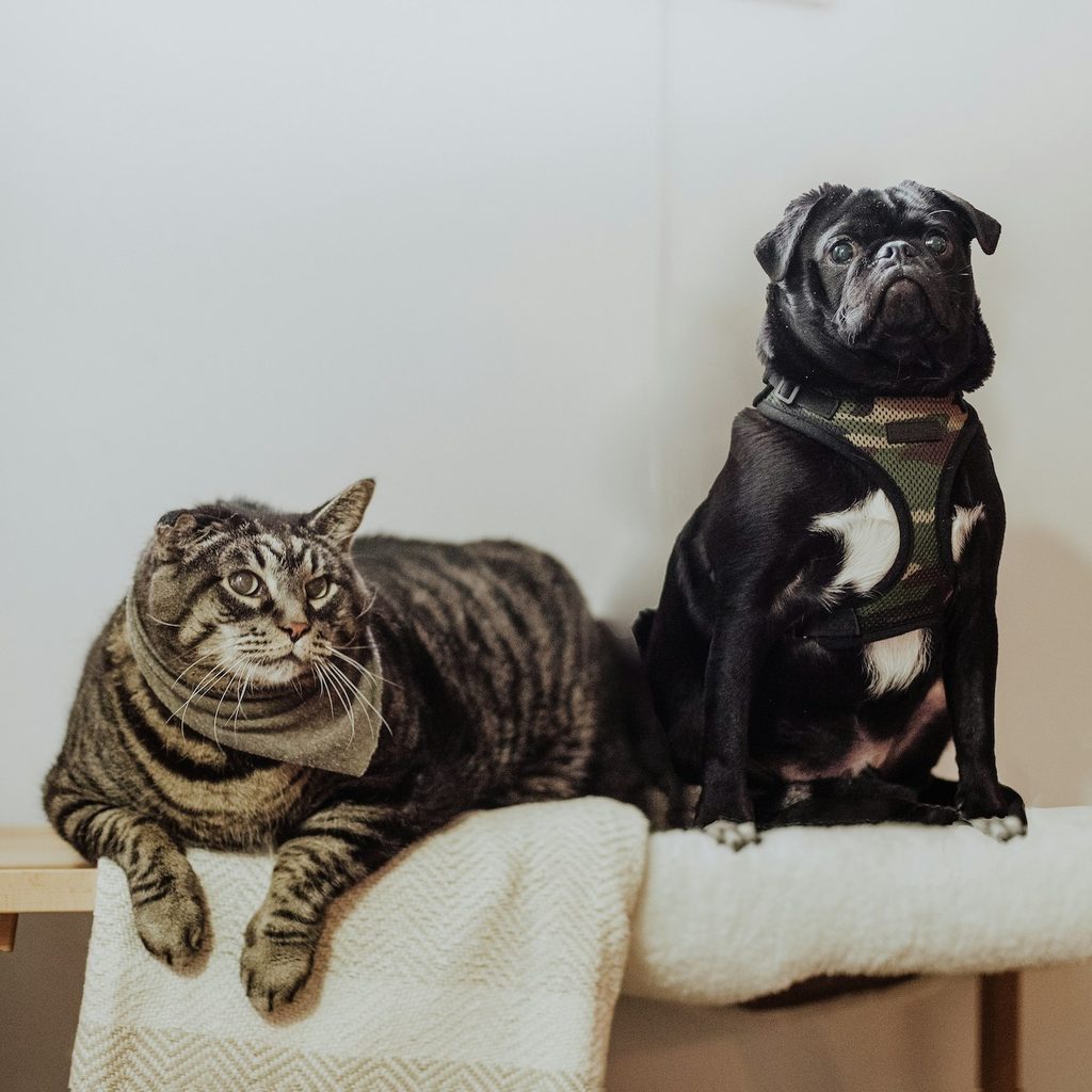 A black pug and a tabby cat sit on a table