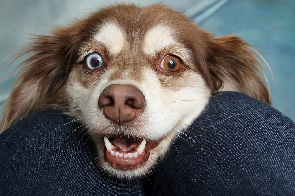 A brown dog with heterochromia leans his head on a person's lap