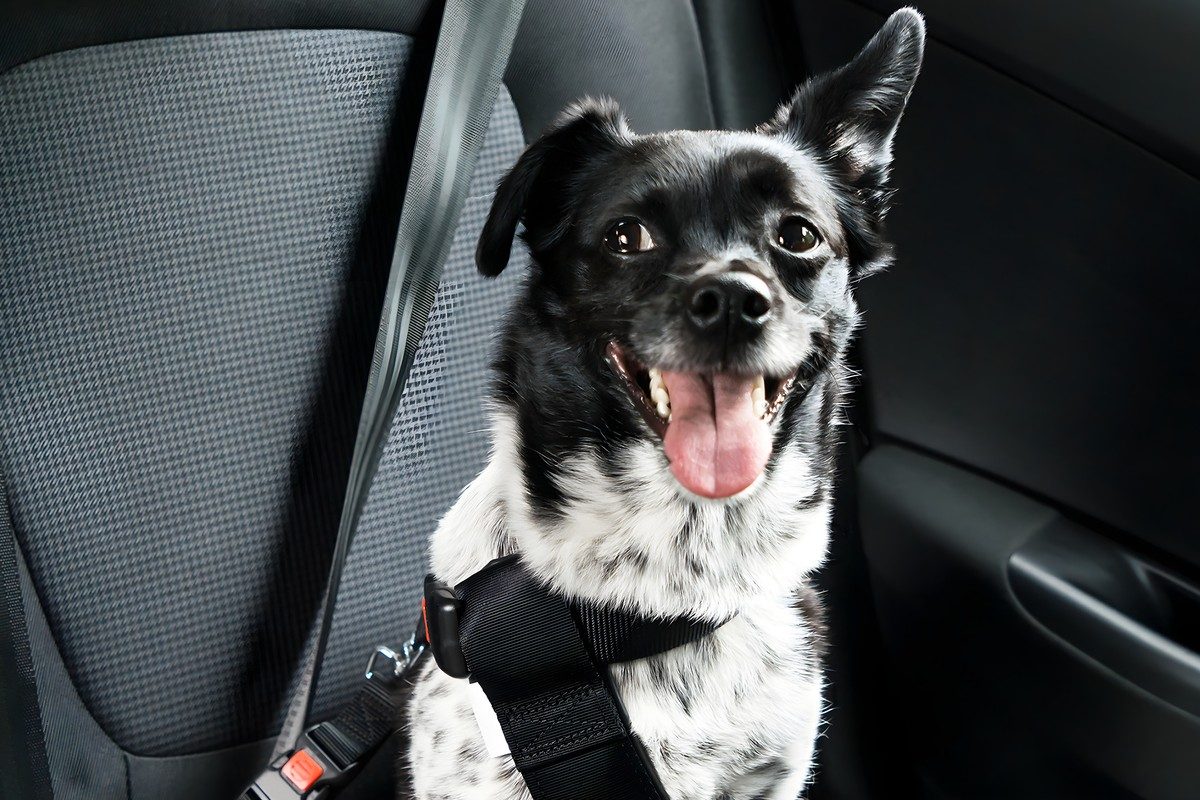 best dog car seat belt