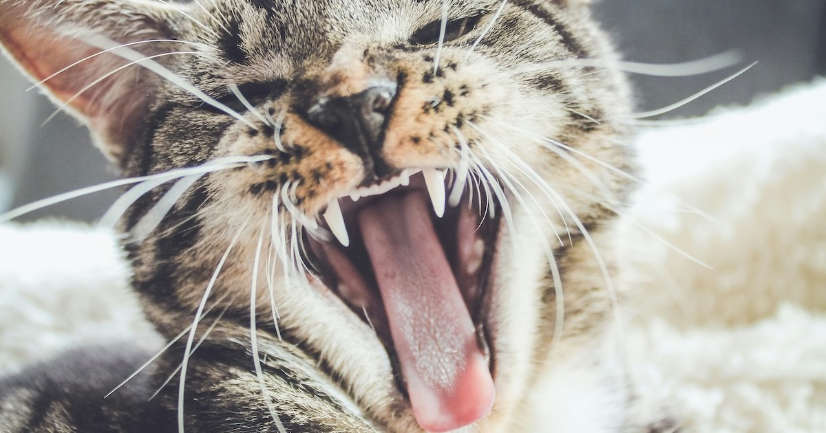 Fresh Look at Why Do Cats Fight