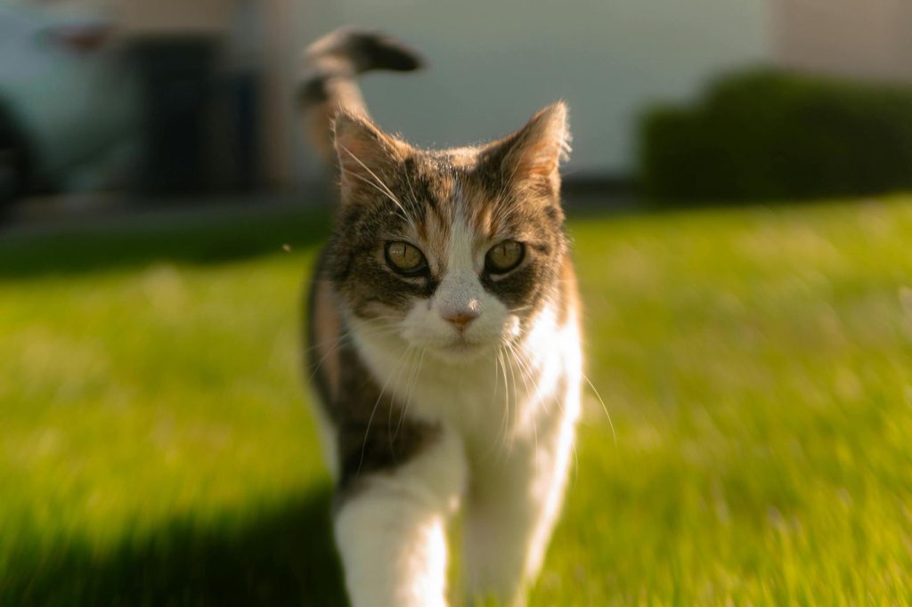 An old white and tabby cat walks across the lawn toward the camera