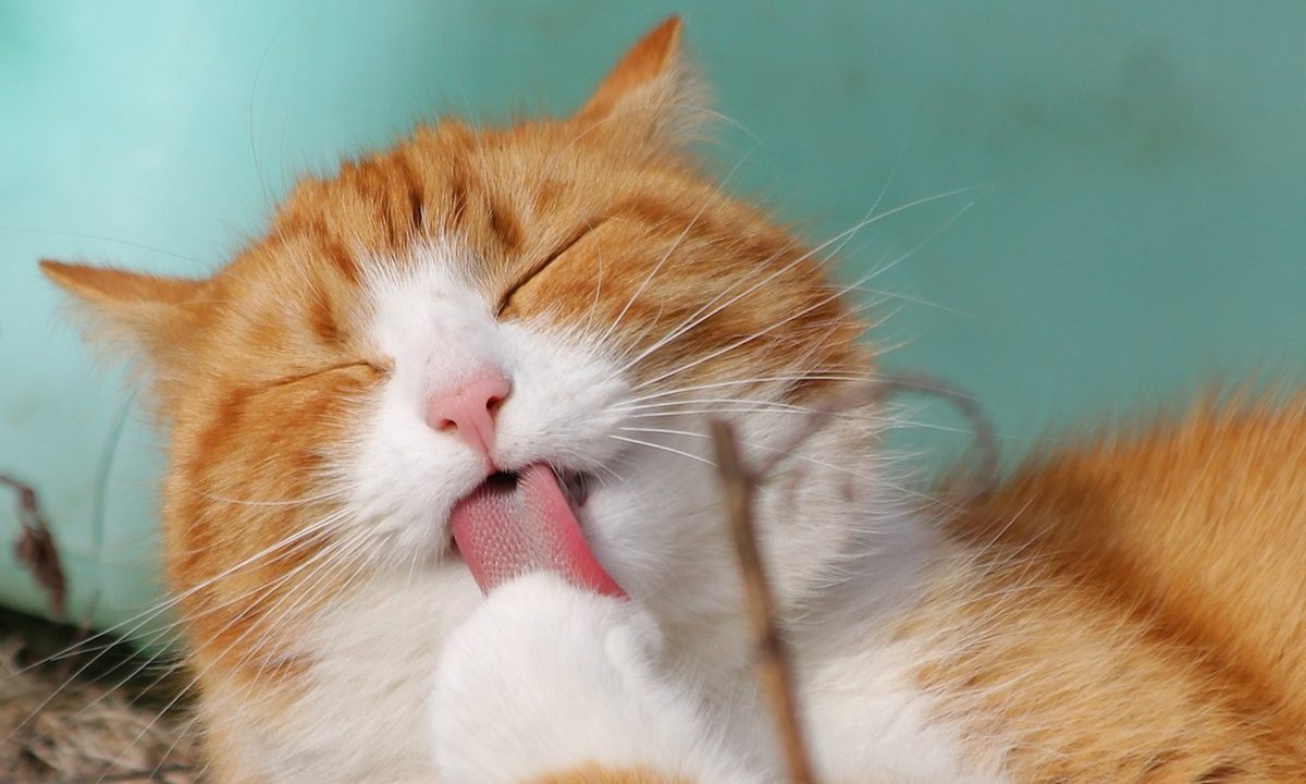 A cat licking his paw while lying in front of a blue background