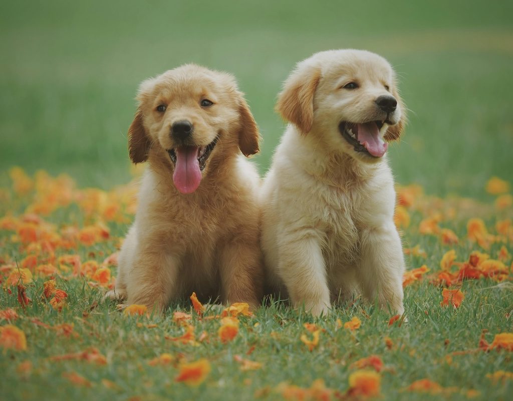 Golden retriever puppies