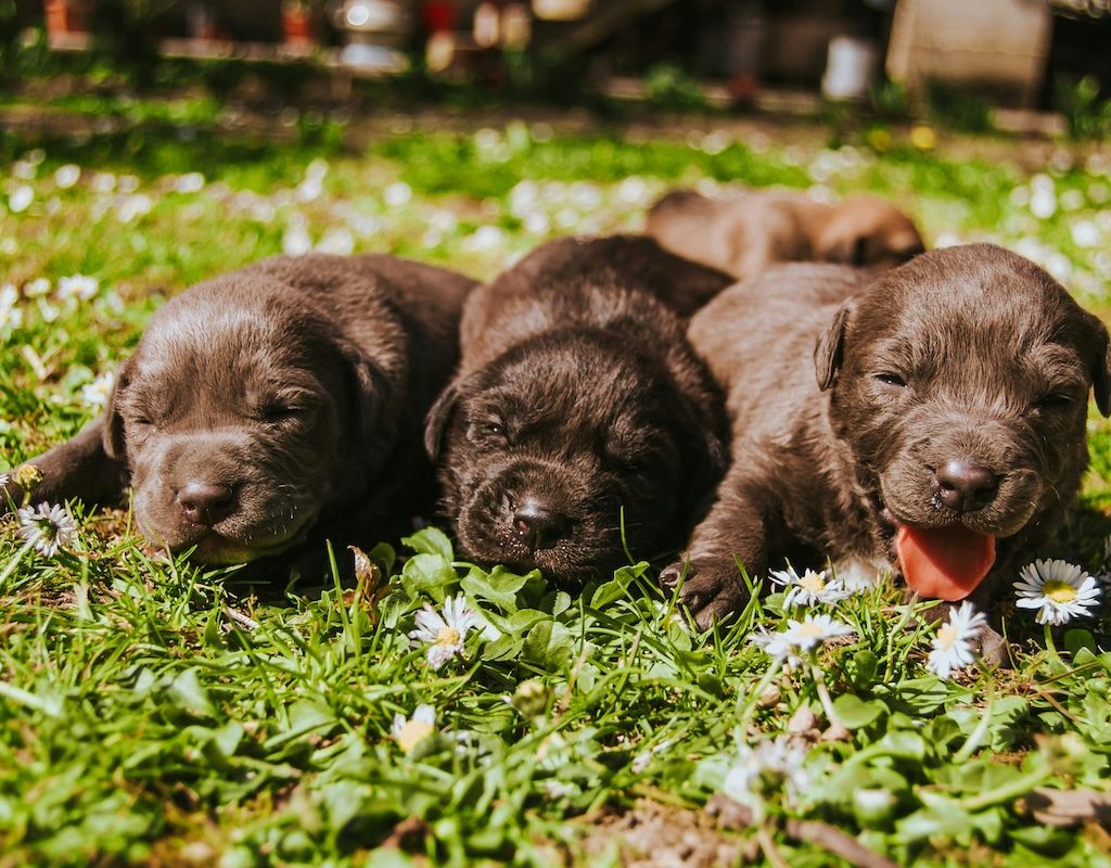 Three young puppies on grass