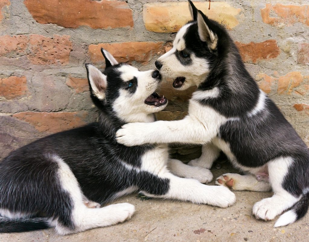 Two huskies play fighting