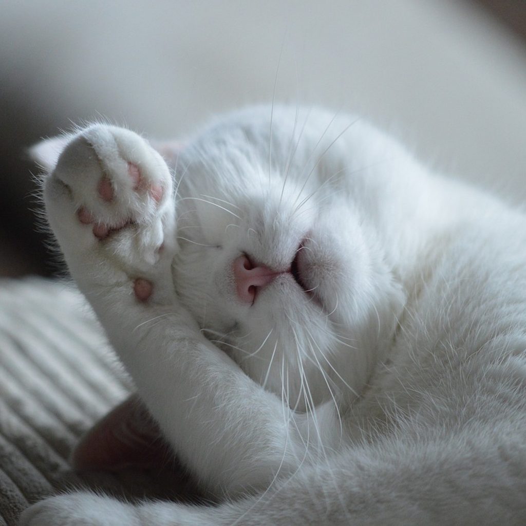 A white cat sleeps with a paw in front of their face
