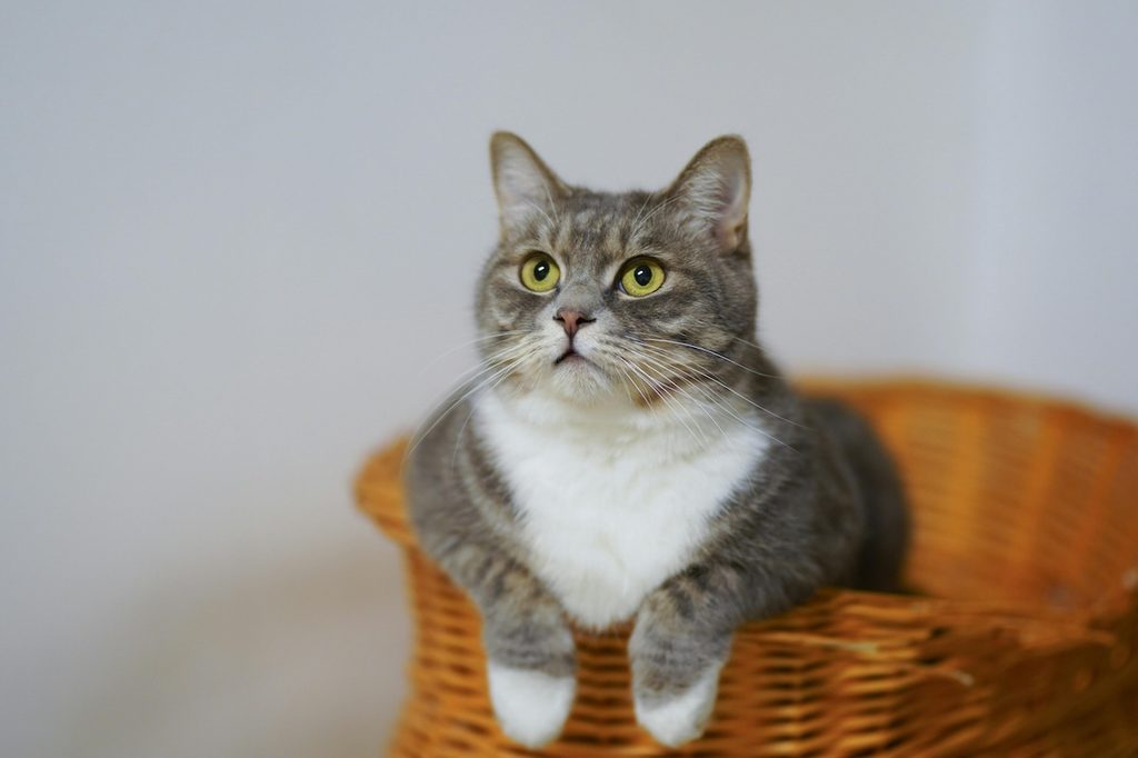 a large gray and white cat in a woven basket