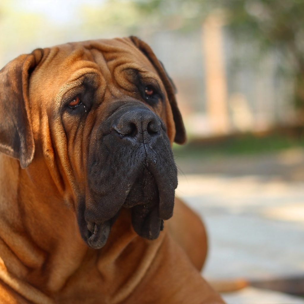 A Boerboel dog sitting
