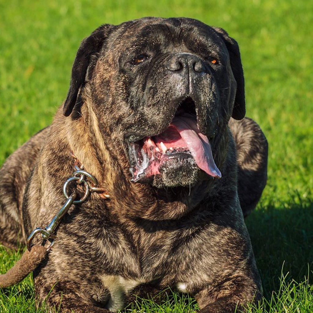 A brindle cane corso lies in the grass