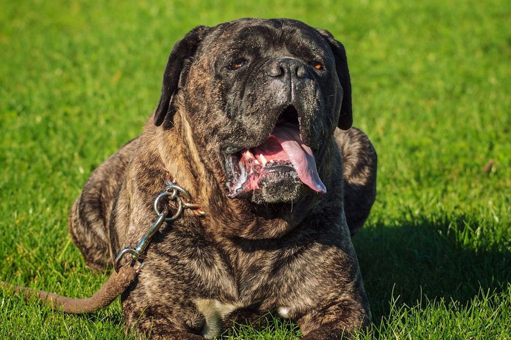 A brindle cane corso lies in the grass