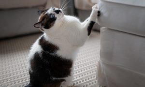 Cat scratching a couch