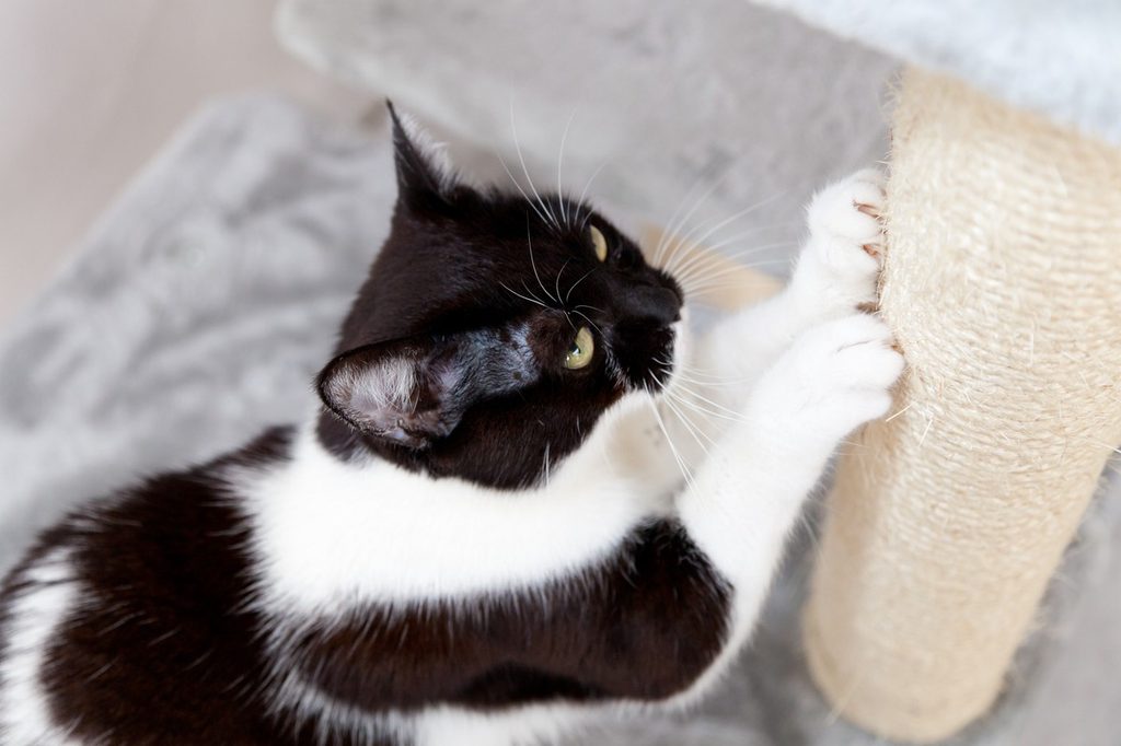 Black and white cat scratching