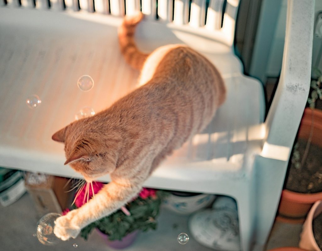 orange cat on white bench indoors