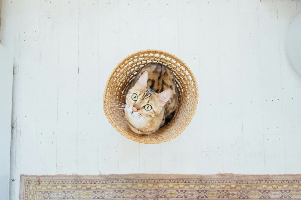 a cat inside a laundry basket looking up